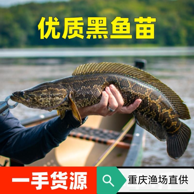 黑鱼苗渔场直发成活率高量大从优免费提供技术现货