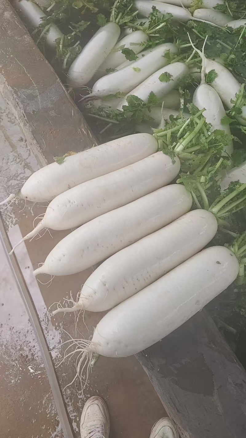 罗卜