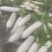 罗卜