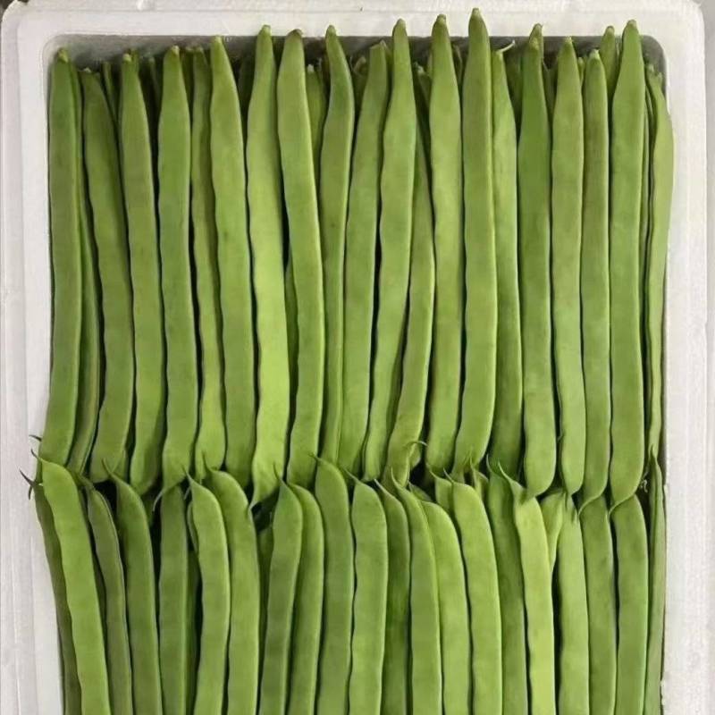 张家口沽源豆角马上上市量大质量好