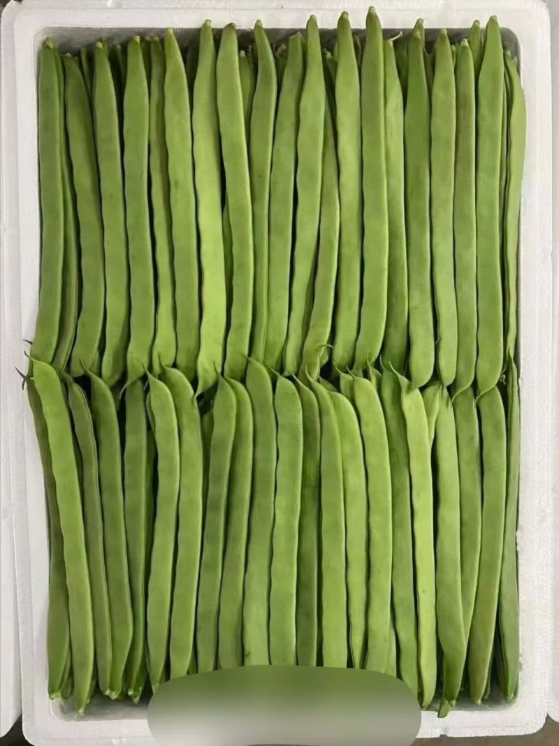 张家口沽源豆角马上上市量大质量好