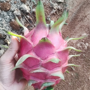 大青龙火龙果