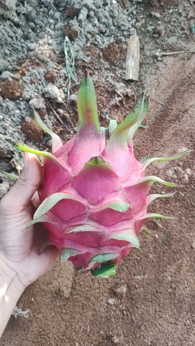 大青龙火龙果