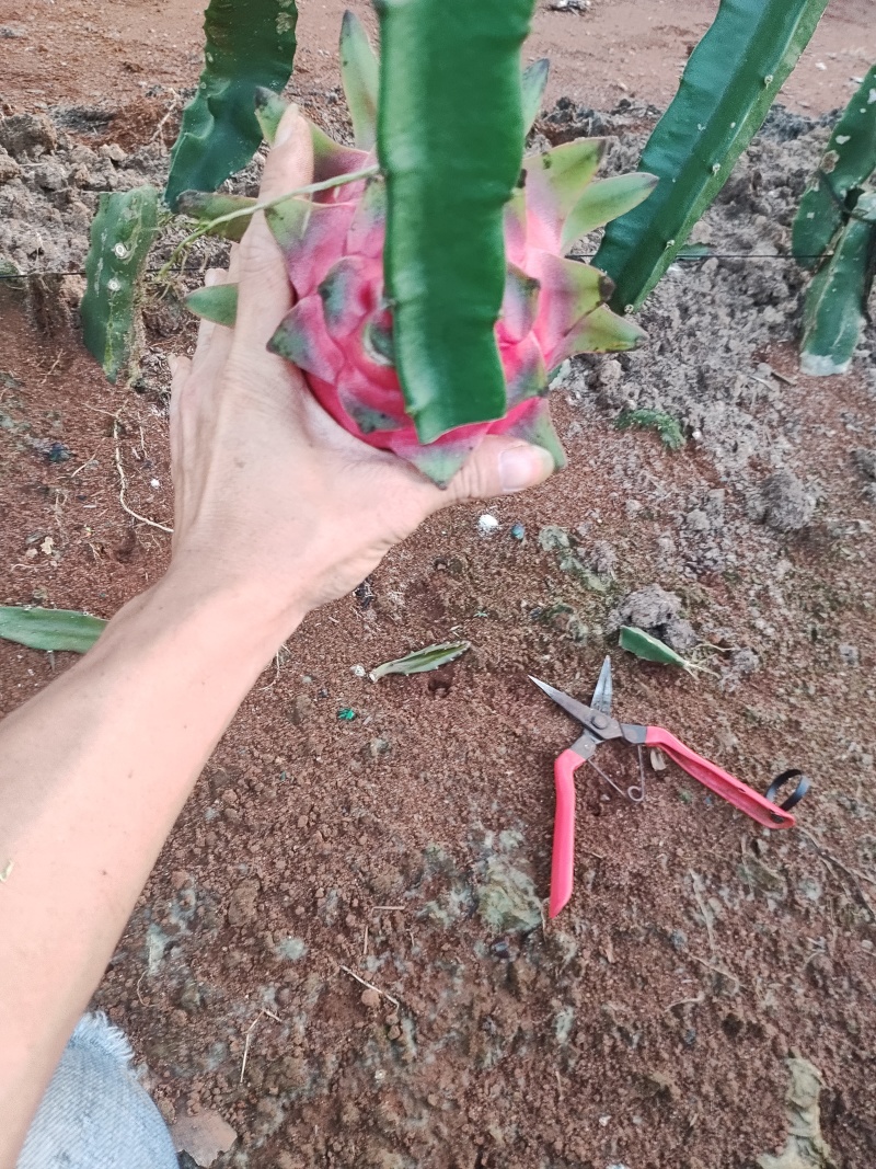 大青龙火龙果