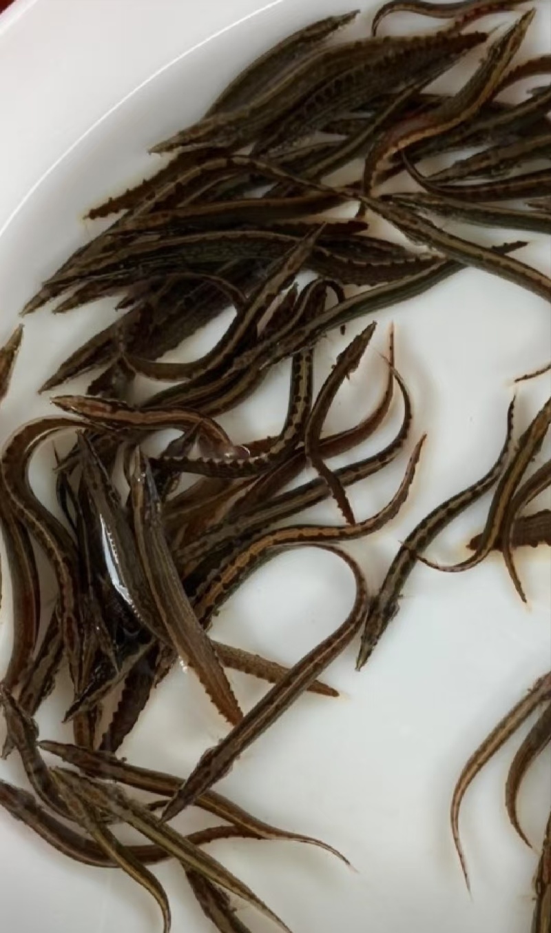 野生一代刺鳅鱼苗刀鳅苗苗场直发成活高中华大刺鱼苗