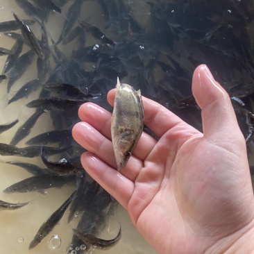 11公分饲料鳜鱼2000条整批出，整批出价格优惠，需要的