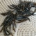 一代刀鳅苗刺鳅鱼苗猪麻锯鱼苗中华大刺鳅苗苗场