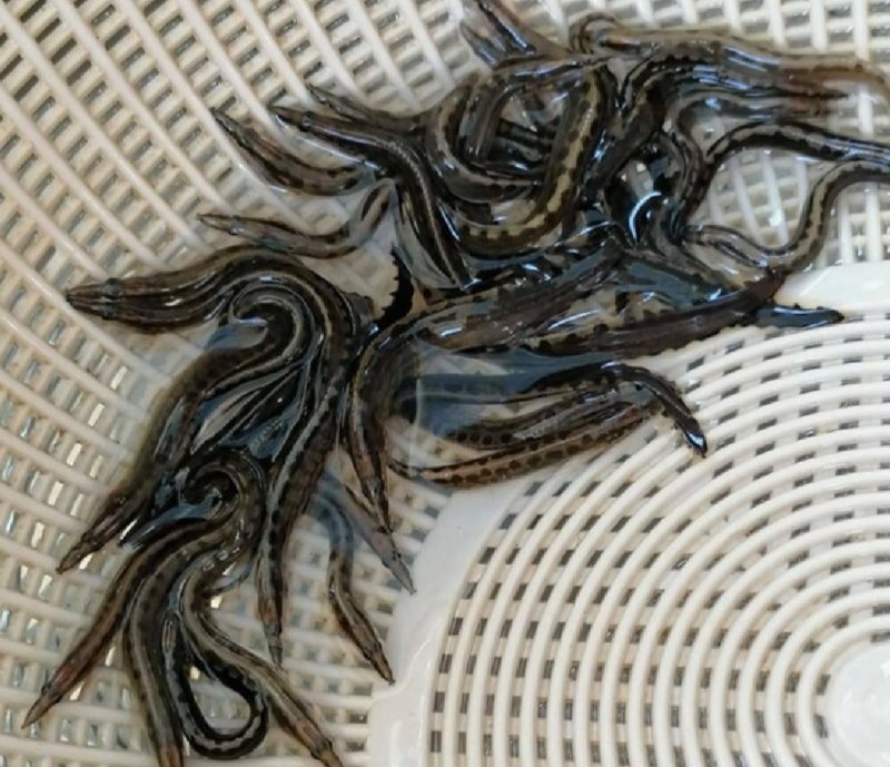 一代刀鳅苗刺鳅鱼苗猪麻锯鱼苗中华大刺鳅苗苗场