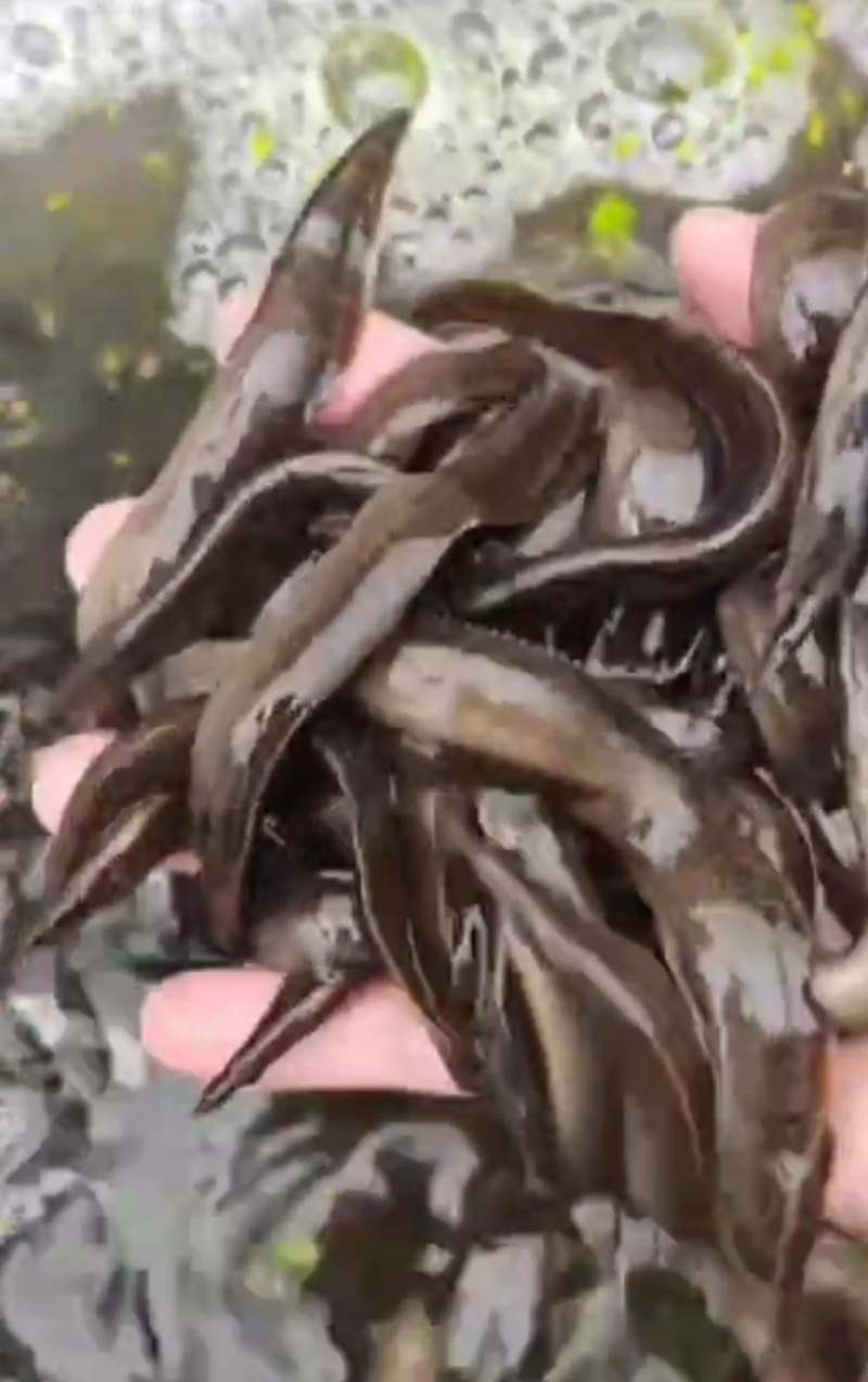 一代刀鳅苗刺鳅鱼苗猪麻锯鱼苗中华大刺鳅苗苗场