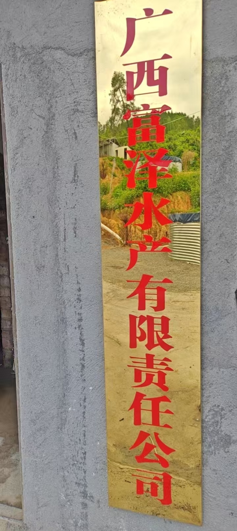 一代刀鳅苗刺鳅鱼苗猪麻锯鱼苗中华大刺鳅苗苗场