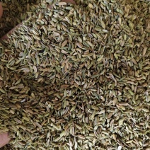 小茴香各种小茴香批发零售