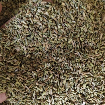 小茴香各种小茴香批发零售