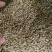 小茴香各种小茴香批发零售