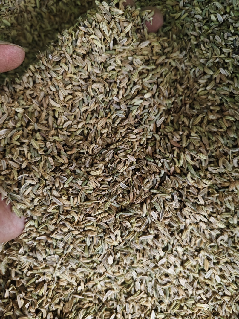 小茴香各种小茴香批发零售