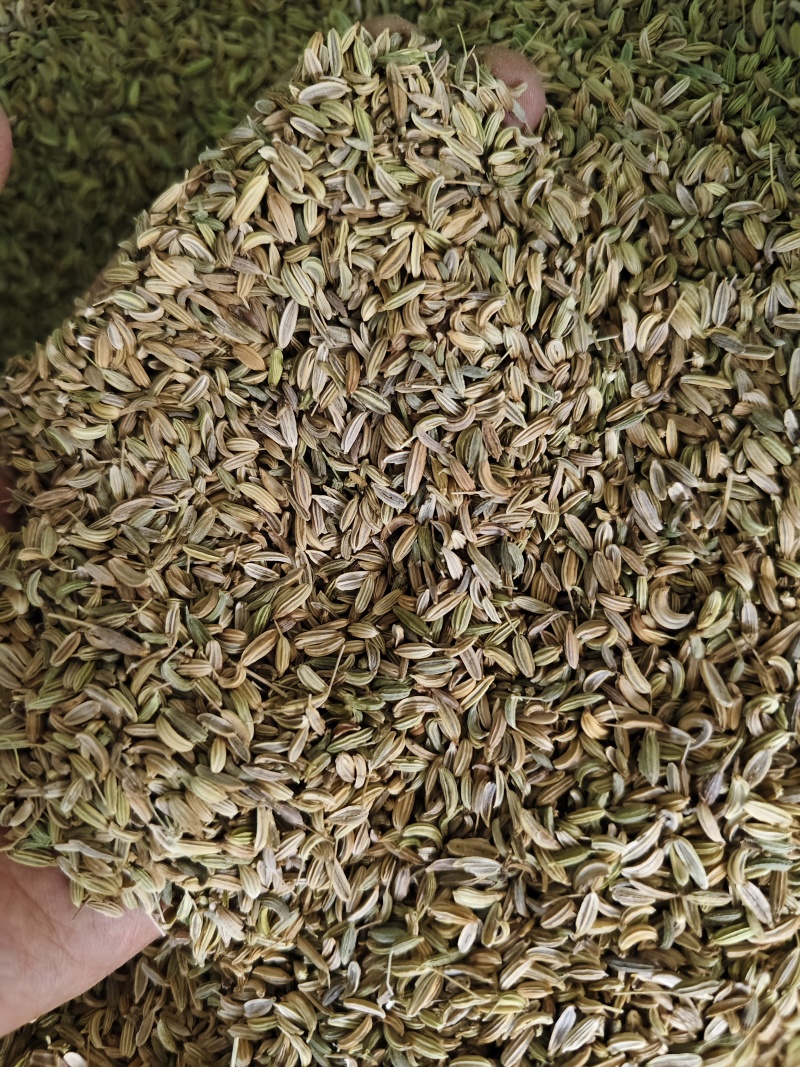 小茴香各种小茴香批发零售