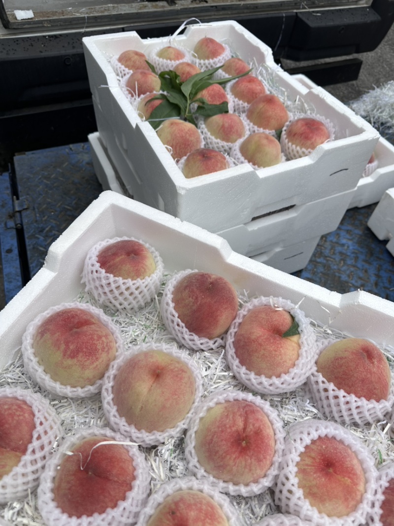 无锡阳山水蜜桃自家果园专业承接各类电商一件代发