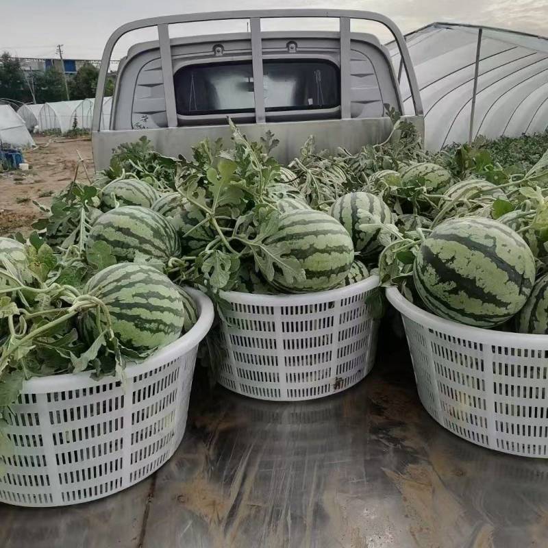 【推荐】山西美都西瓜大量接单产地直发品质保证欢迎来电咨询