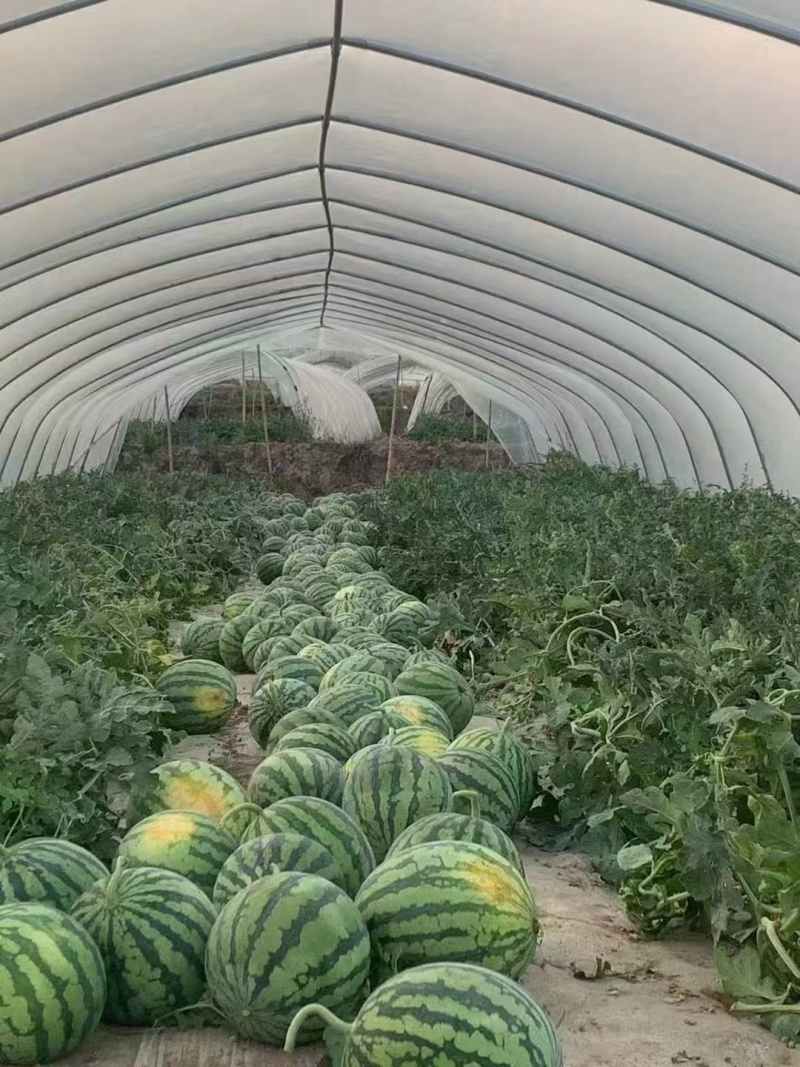 【推荐】山西美都西瓜大量接单产地直发品质保证欢迎来电咨询