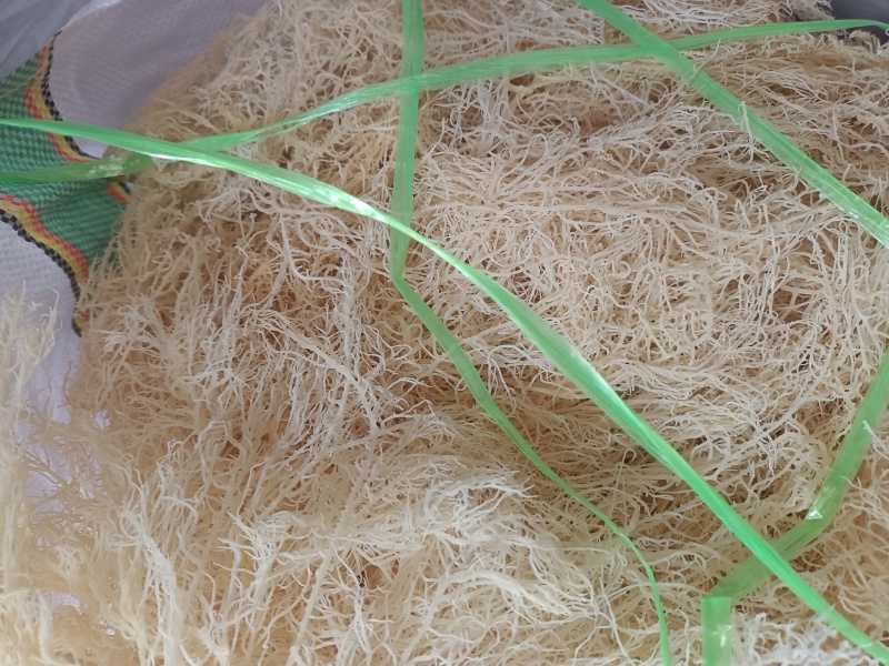 龙须菜清水细条龙须菜