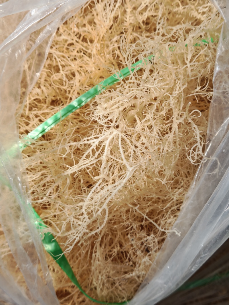 龙须菜清水细条龙须菜