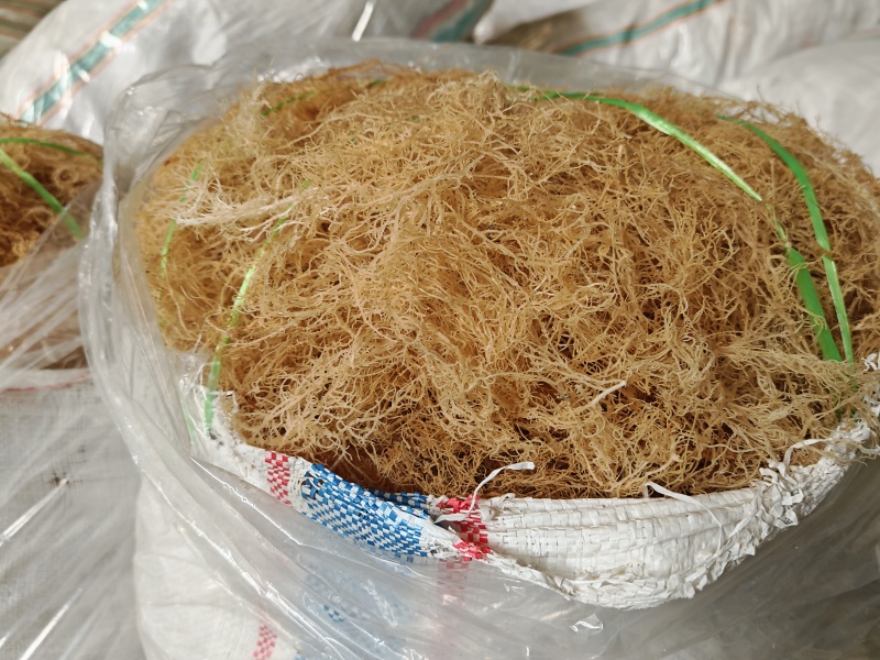 龙须菜清水细条龙须菜