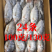 三去罗非鱼（去鳞、去鳃、去肚）
