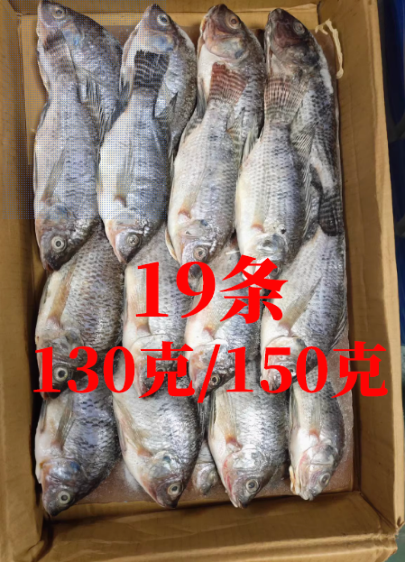 三去罗非鱼（去鳞、去鳃、去肚）