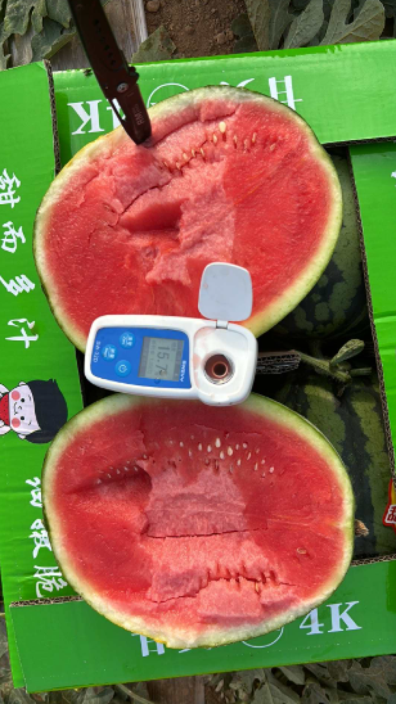 江苏盐城甘美4K西瓜大量接单，价格美丽诚信合作欢迎下单