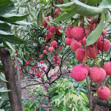 桂味荔枝，糯米糍荔枝