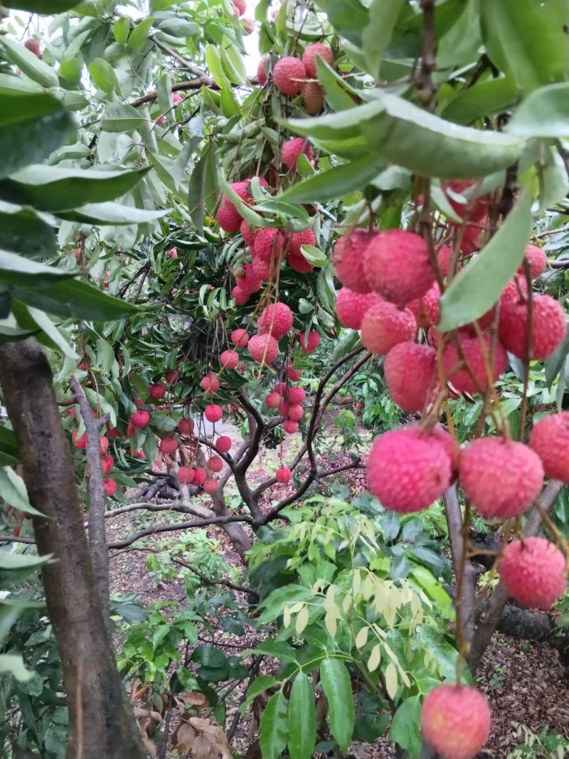 桂味荔枝，糯米糍荔枝