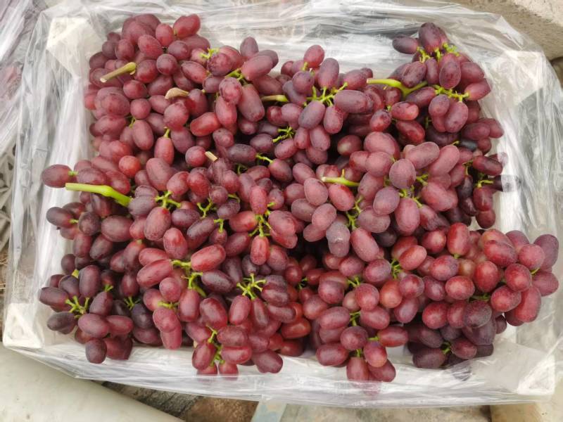 大量供应巨圣葡萄精品电商货都有量大