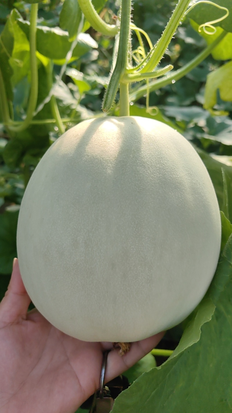 玉菇蜜瓜玉菇甜瓜玉菇香瓜大量上市一手货源对接市场电商