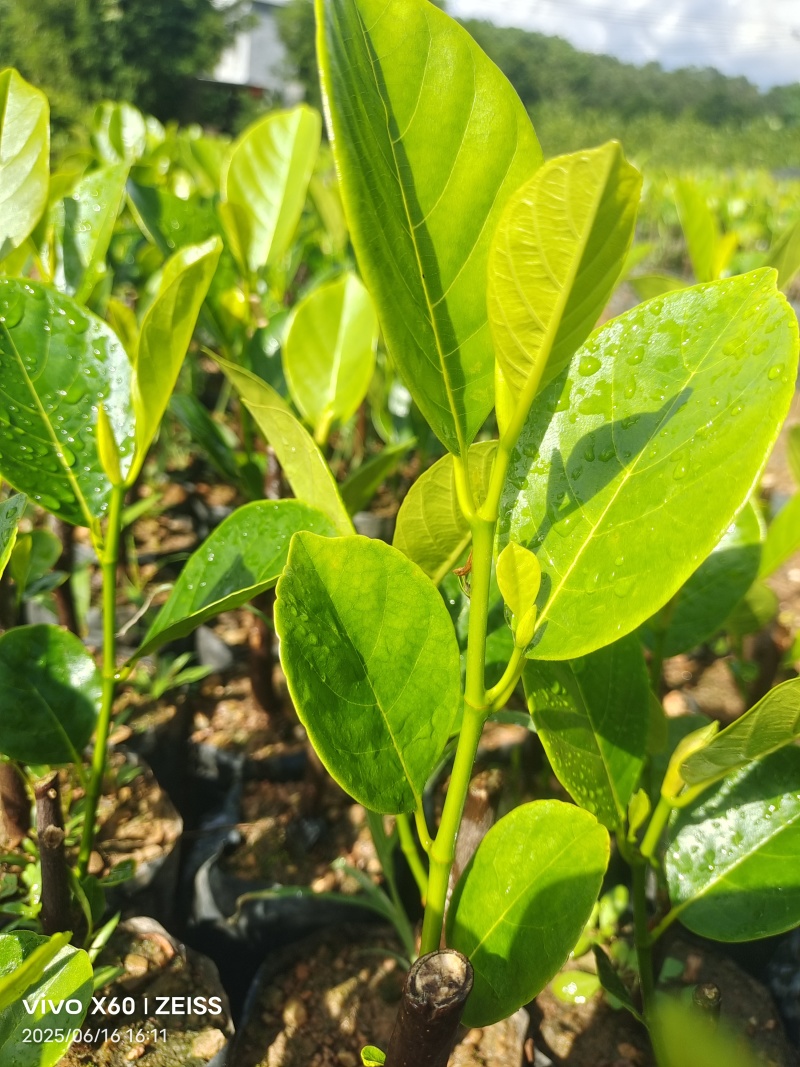印尼红菠萝苗成活率高质量保证提供技术指导进店讲解