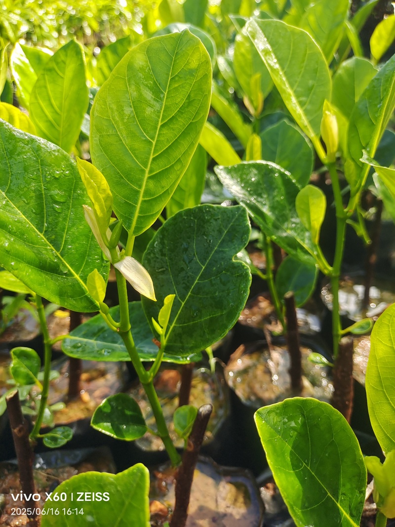 印尼红菠萝苗成活率高质量保证提供技术指导进店讲解