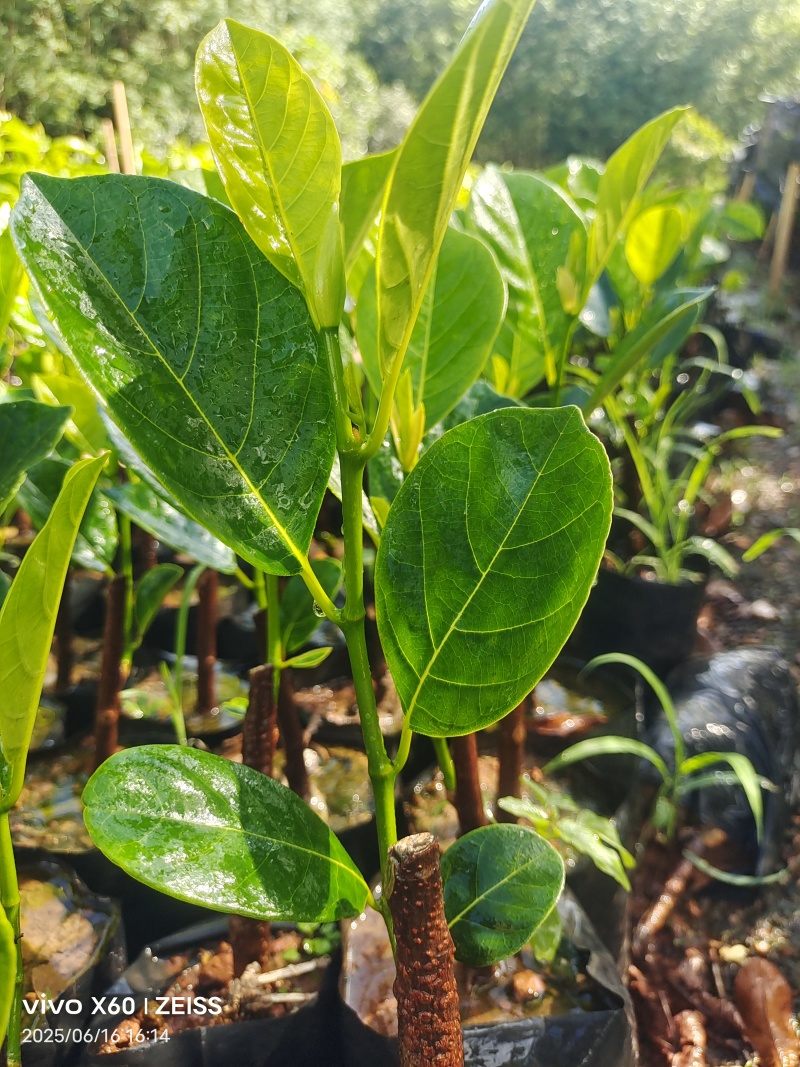 印尼红菠萝苗成活率高质量保证提供技术指导进店讲解
