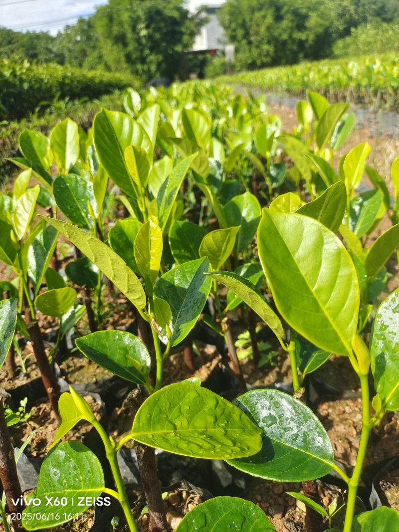 印尼红菠萝苗成活率高质量保证提供技术指导进店讲解