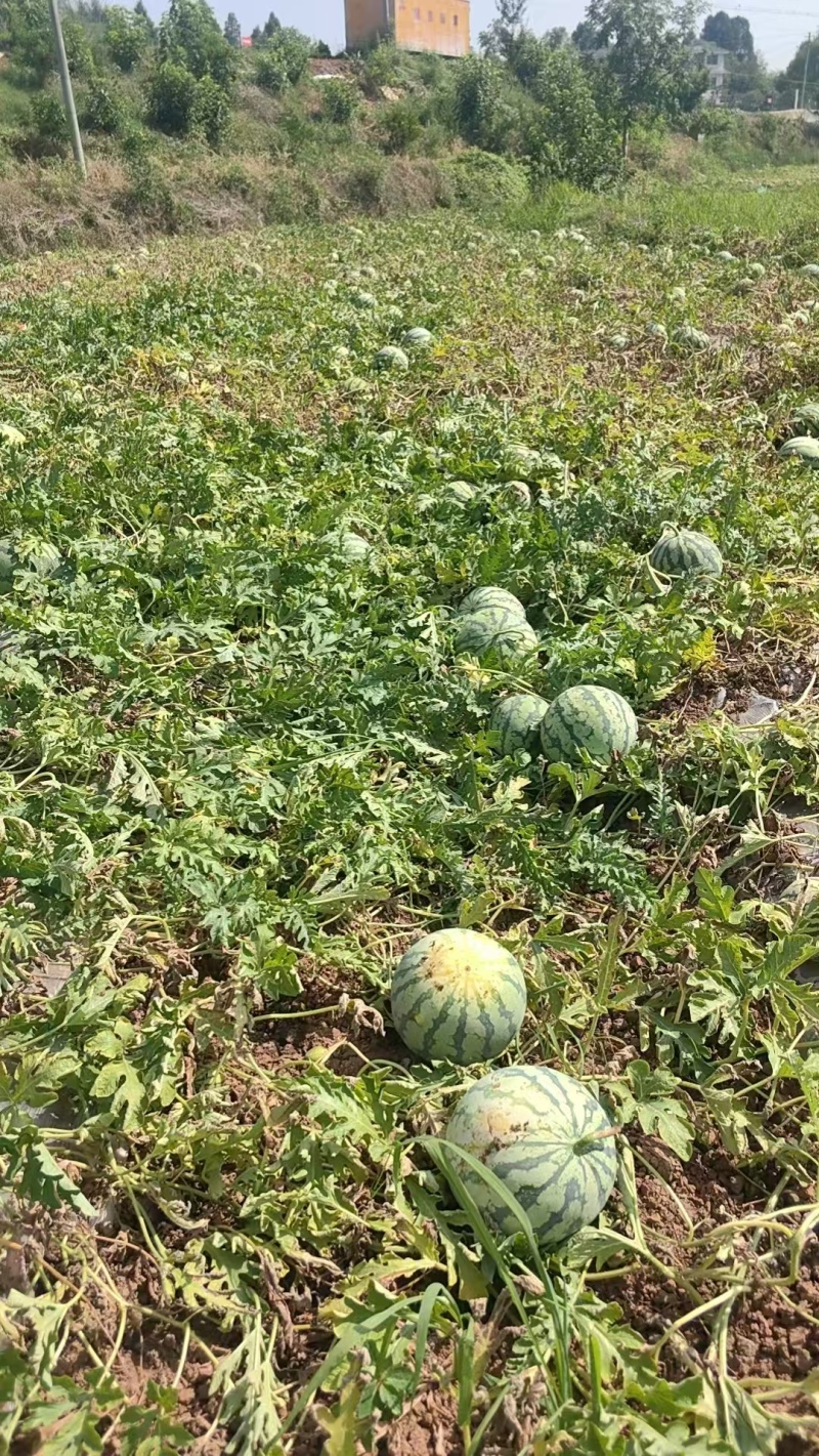 精品西瓜美都西瓜货源产地直发量大从优质量保证