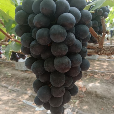 夏黑葡萄