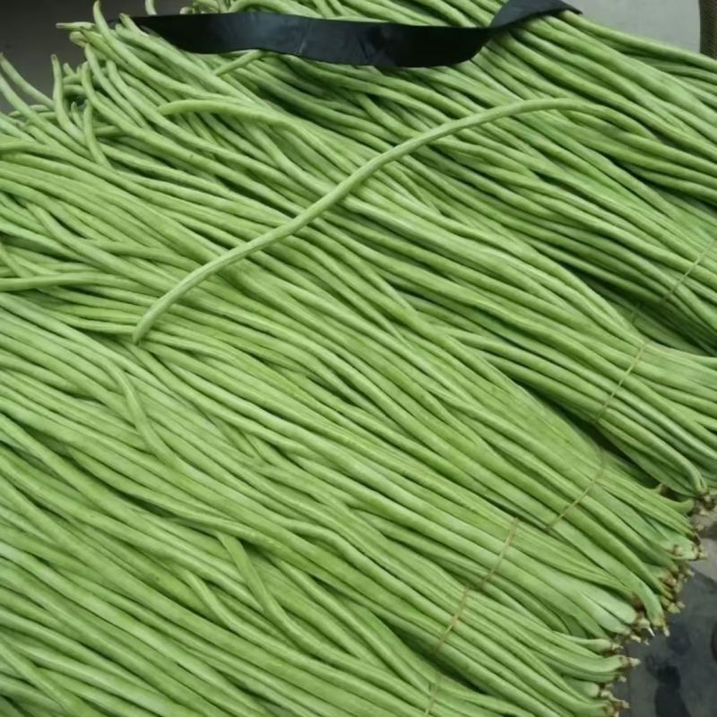 精品豆角长缸豆货源充足量大从优质量保证欢迎咨询