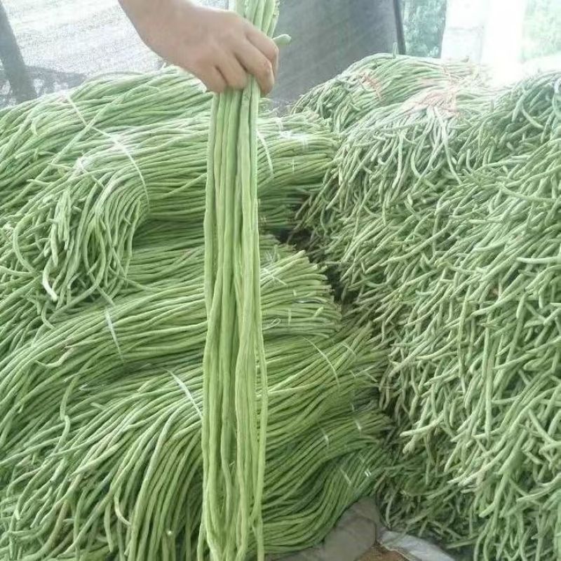 精品豆角长缸豆货源充足量大从优质量保证欢迎咨询