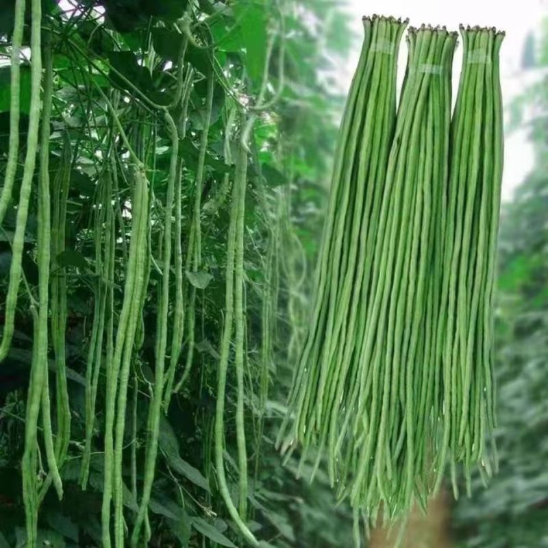 精品青条豆角大量供应全国发货