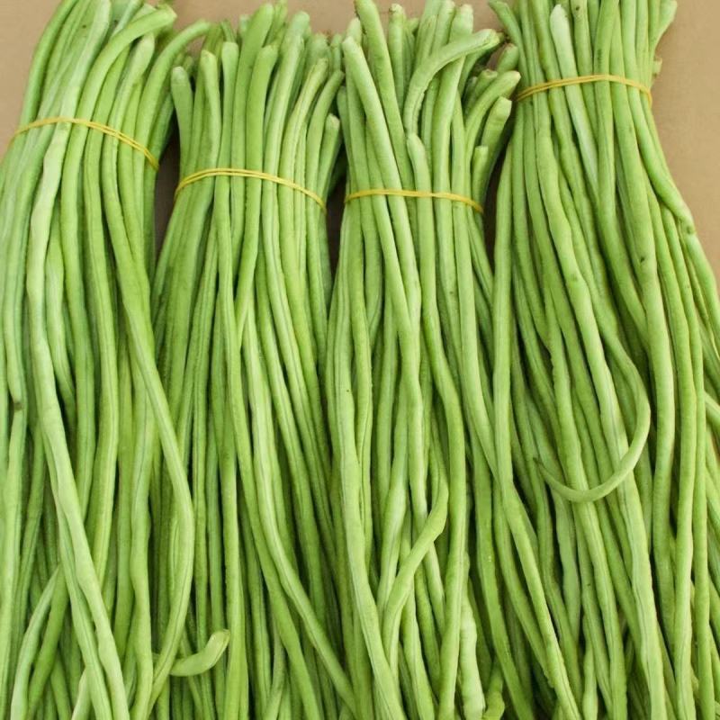 精品青条豆角大量供应全国发货