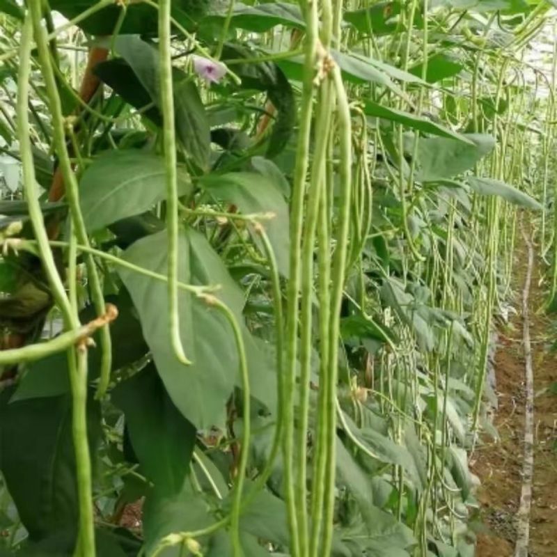 精品青条豆角大量供应全国发货