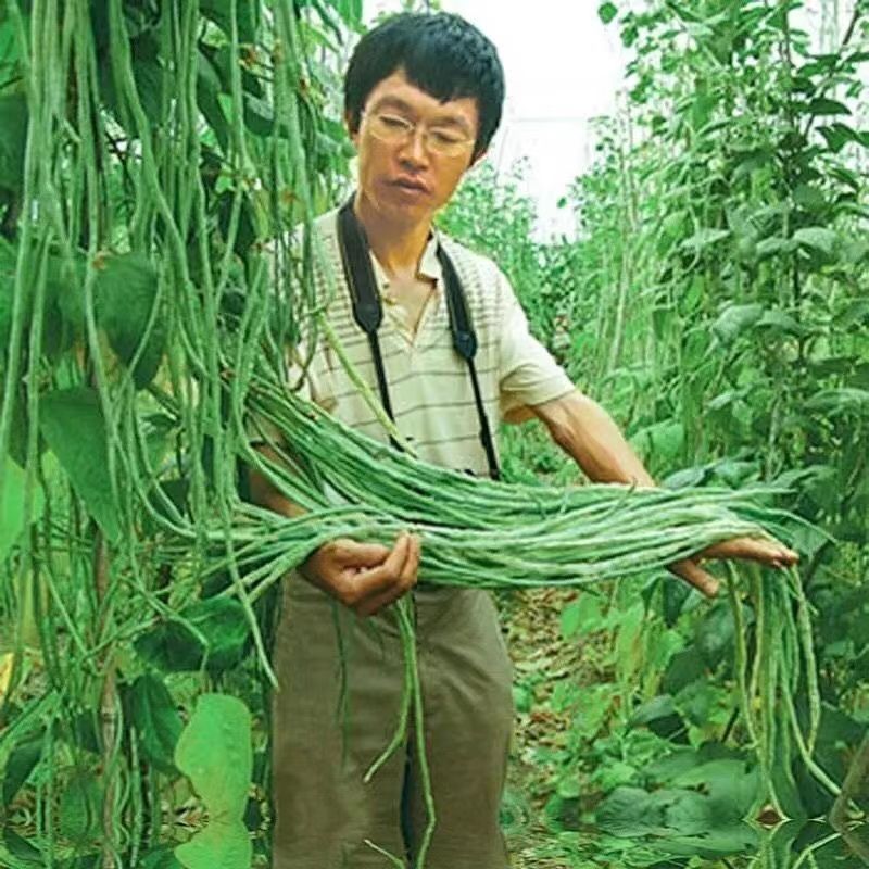 精品青条豆角大量供应全国发货