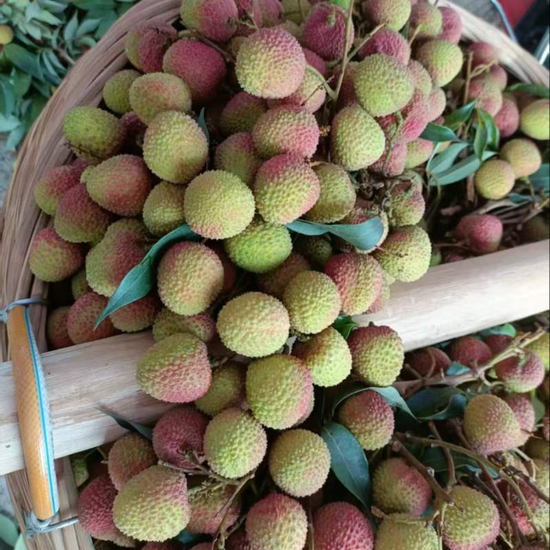 精品妃子笑荔枝口感甜汁水多大量上市质量保证可视频看货
