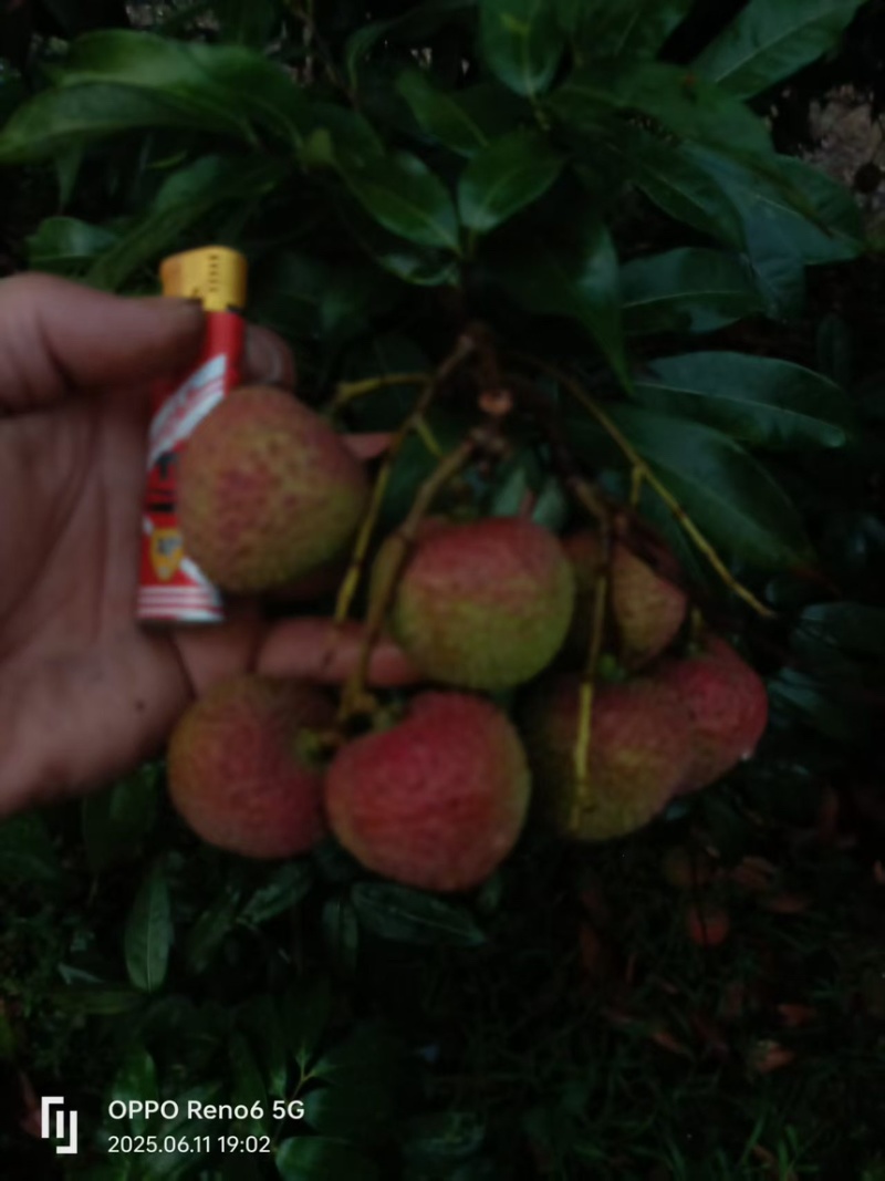 精品妃子笑荔枝口感甜汁水多大量上市质量保证可视频看货