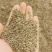 十五团八连三吨多小茴香