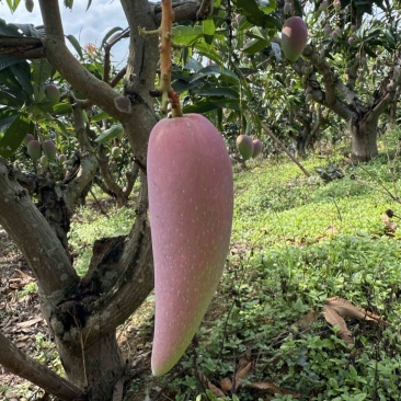 辣椒芒