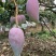 辣椒芒