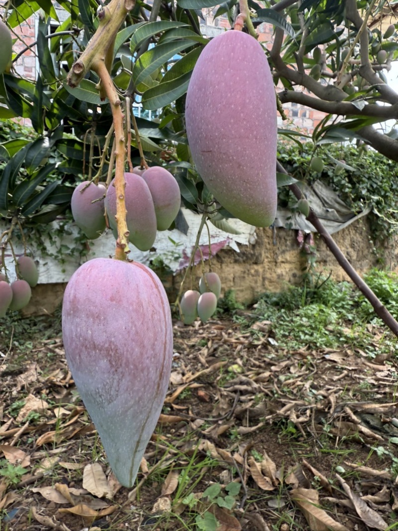 辣椒芒